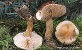Hebeloma fastibile-amf880